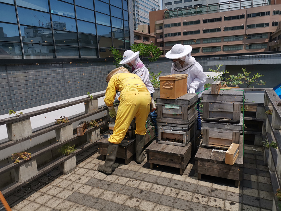 港区の養蜂事業「芝BeeBee'sプロジェクト」